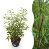 Green boutiQ - Grassen - Fargesia scabrida Asian Wonder - Niet Woekerende Bamboe - Bladhoudend - Groen - 1 Plant - Pot 23 cm - Hoogte 80 cm