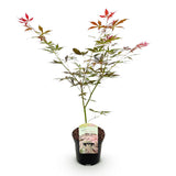 Green boutiQ - Terrasplant - Japanse Esdoorn - Acer palmatum Sumi-nagashi - Rood - 1 Plant - Bladverliezend - Pot 19cm Hoogte 70cm