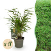 Green boutiQ - Bamboe - Fargesia Rufa - Bladhoudend - Niet Woekerend - Groen - 18 Planten - Pot 14cm - Hoogte 35cm