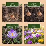 140x Crocus mix - Gemengde krokussen - Diversen - Verwilderingsbol - Bolmaat 7/8