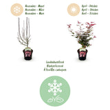 Green boutiQ - Terrasplant - Japanse Esdoorn - Acer palmatum Shaina - Rood - 2 Planten - Bladverliezend - Pot 19cm Hoogte 70cm
