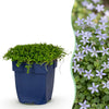 Green boutiQ - Vasteplant - Isotoma fluviatilis - Sterrenbloem - Rotsplanten - Licht Blauw - 24 Planten - Pot 11cm - Hoogte 15-25cm