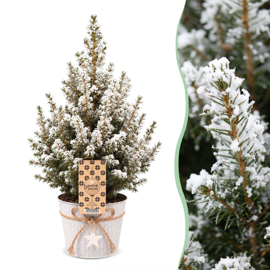 Kegelspar kerstboom besneeuwd – Pot Ø17 cm · 65 cm hoog · met zinken pot