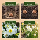 40x Narcissus White Petticoat - Witte petticoatnarcis - Wit - Voorjaarsbloeier - Bolmaat 6/8