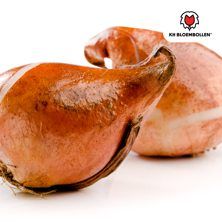 Tulpenbollen Candy Apple Delight — rood-wit, 20 stuks (maat 11/12)