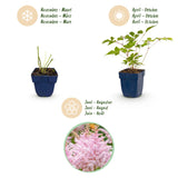 Green boutiQ - Vasteplant - Astilbe (J) Europa - Pluimspirea - Schaduw - Roze - 6 Planten - Pot 11cm - Hoogte 15-25cm