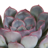 Echeveria mix 8.5 cm - 3x - zonder pot