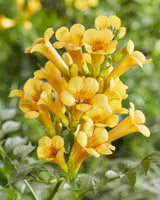 2x - Campsis Summer Jazz 'Gold Trumpet' - ↨65cm - Ø15