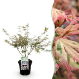 Green boutiQ - Terrasplant - Japanse Esdoorn - Acer palmatum Iyoshi - Roze - 1 Plant - Bladverliezend - Pot 19cm Hoogte 70cm