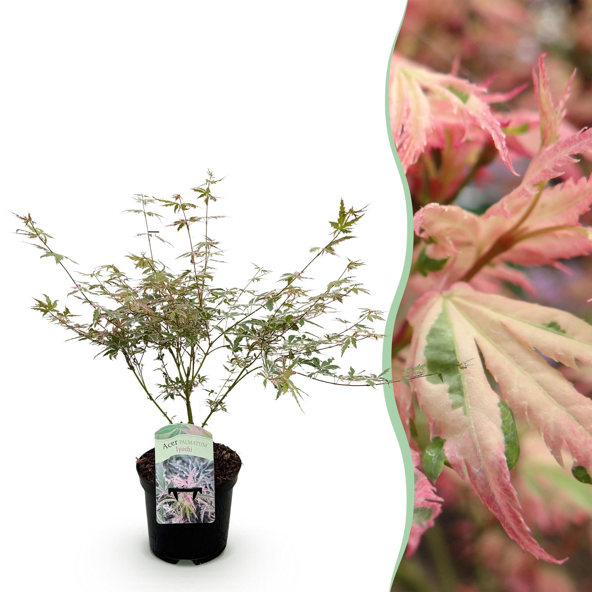 Green boutiQ - Terrasplant - Japanse Esdoorn - Acer palmatum Iyoshi - Roze - 1 Plant - Bladverliezend - Pot 19cm Hoogte 70cm