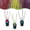 Green boutiQ - Heesters - Cornus alba Tricolour - Mix van Rode, Groene En Paarse Takken - 3 Planten - Bladverliezend - Weinig Onderhoud - Pot 17cm Hoogte 45cm