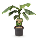 Green boutiQ - Fruitplant - Musa Basjoo - Bananenboom - Winterhard - Groen - 1 Plant - Pot 21cm - Hoogte 70-90cm