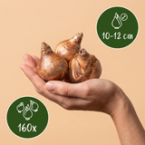 160x Narcissus mix - Narcissen mix - Diversen - Voorjaarsbloeier - Bolmaat 10/12