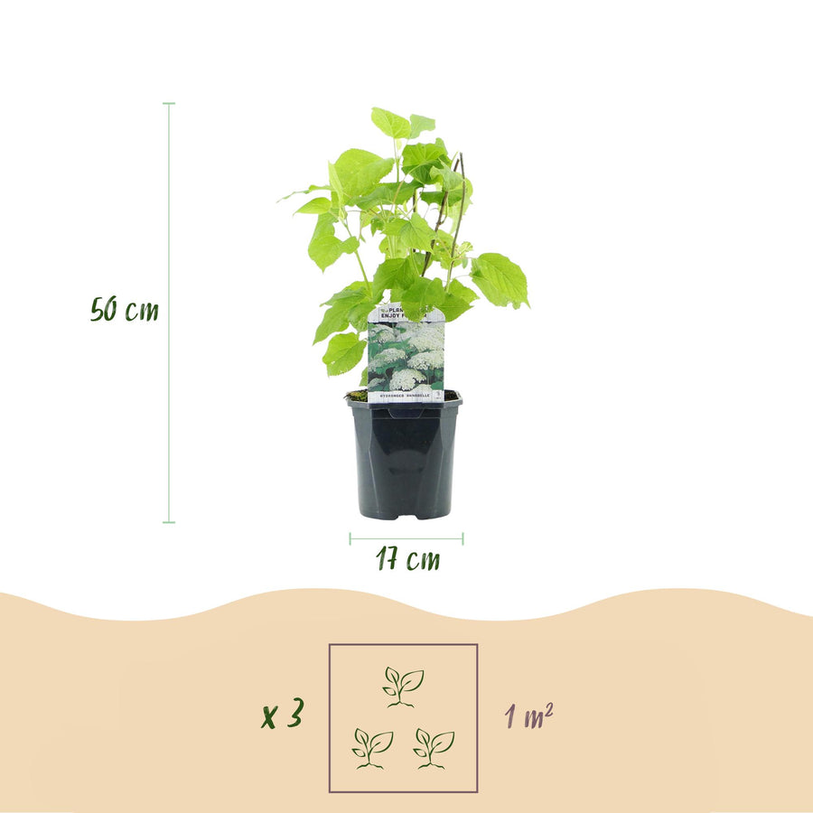 Hydrangea arborescens Annabelle – 50 cm hoog (foto 3)