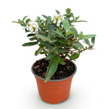 Green boutiQ - Tuinplant - Buddleja davidii Butterfly Candy Little White - Vlinderstruik - Compact - Wit - 1 Plant - Pot 12cm - Hoogte 20-25cm