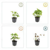 48x Geranium nodosum - ↕10-25cm - Ø9cm