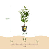 Green boutiQ - Tuinplant - Acer palmatum Jordan - Japanse Esdoorn - Bladverliezend - Geel - 1 - Pot 26cm - Hoogte 90cm