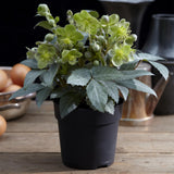 Green boutiQ - Tuinplant - Lenten Rose Helleborus sternii Silver Dollar - GroeneBloem -1 Plant - Groenblijvend - Pot 14cm Hoogte 35cm