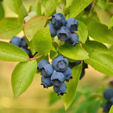 Green boutiQ - Fruitplant - Vaccinium corymbosum Patriot - Bosbes - Winterhard - Blauwe Bes - 2 Planten - Pot 15cm - Hoogte 50cm
