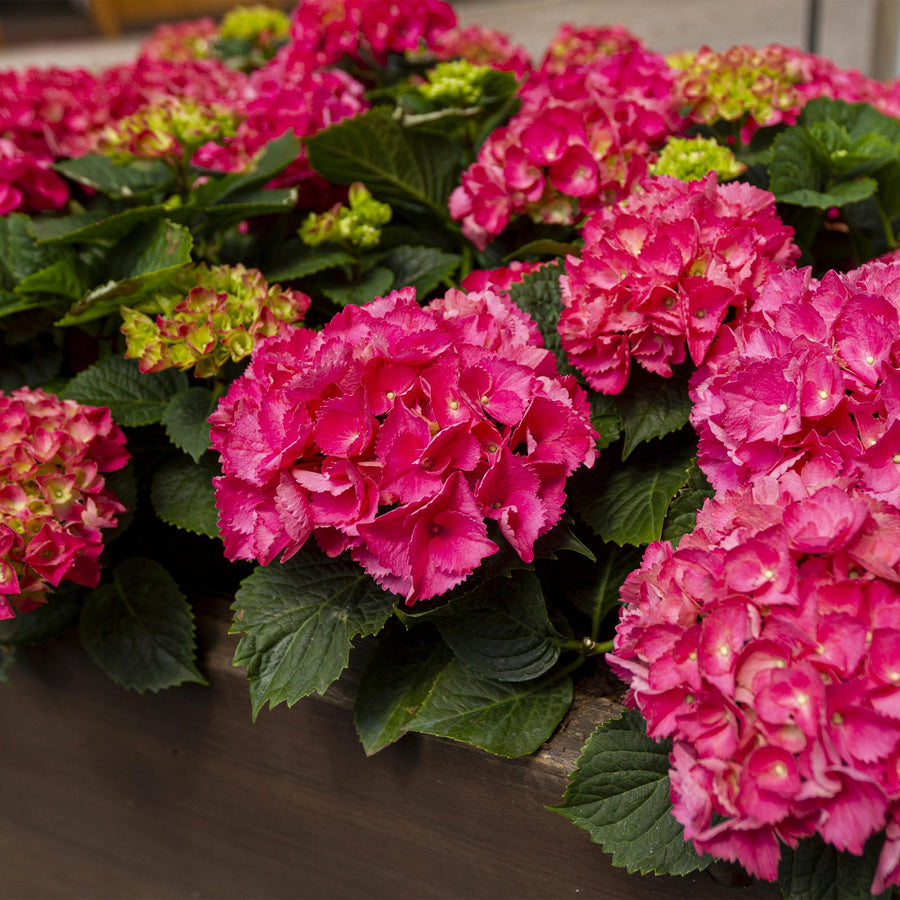 Hydrangea macrophylla – 3 planten · 30 cm hoog · Hortensia Rood Bloem (foto 5)