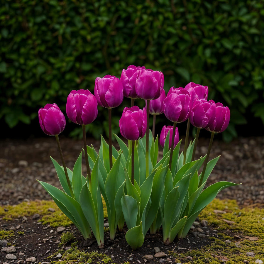 Tulpenbollen Triumph Purple — paars, 15 stuks (bolmaat 11/12)