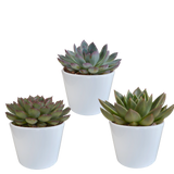 Echeveria mix 10.5 cm - 3x - in witte pot