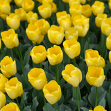 Tulpenbollen Strong Gold — gele tulp, 20 stuks (maat 11/12)