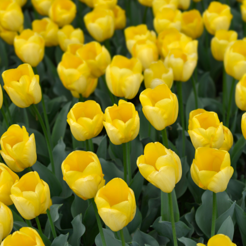 Tulpenbollen Strong Gold — gele tulp, 20 stuks (maat 11/12)