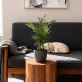 Green boutiQ - Kamerplant - Chamaedorea elegans - Goudpalm - Huisdiervriendelijke Plant - Groen - 2 Planten - met Potter Grijs - Pot 12cm - Hoogte 15cm