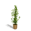 Ficus microcarpa Moclame - Ø21cm - ↕95cm + Pot Mayk Gold