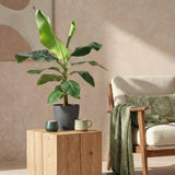 Green BoutiQ - Kamerplanten - Musa acuminata Dwarf Cavendisch - Bananenplant - Weinig onderhoud - Groen - 1 Plant - met Potter Grijs - Pot 21cm - Hoogte 70-75cm