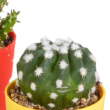 Cactus mix 5.5 cm - 5x - in gekleurde plasticpot