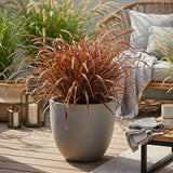 Green boutiQ - Siergrassen - Uncinia rubra Everflame- Rood - 1 Plant - Groenblijvend - Winterhard - Pot 17cm Hoogte 50cm