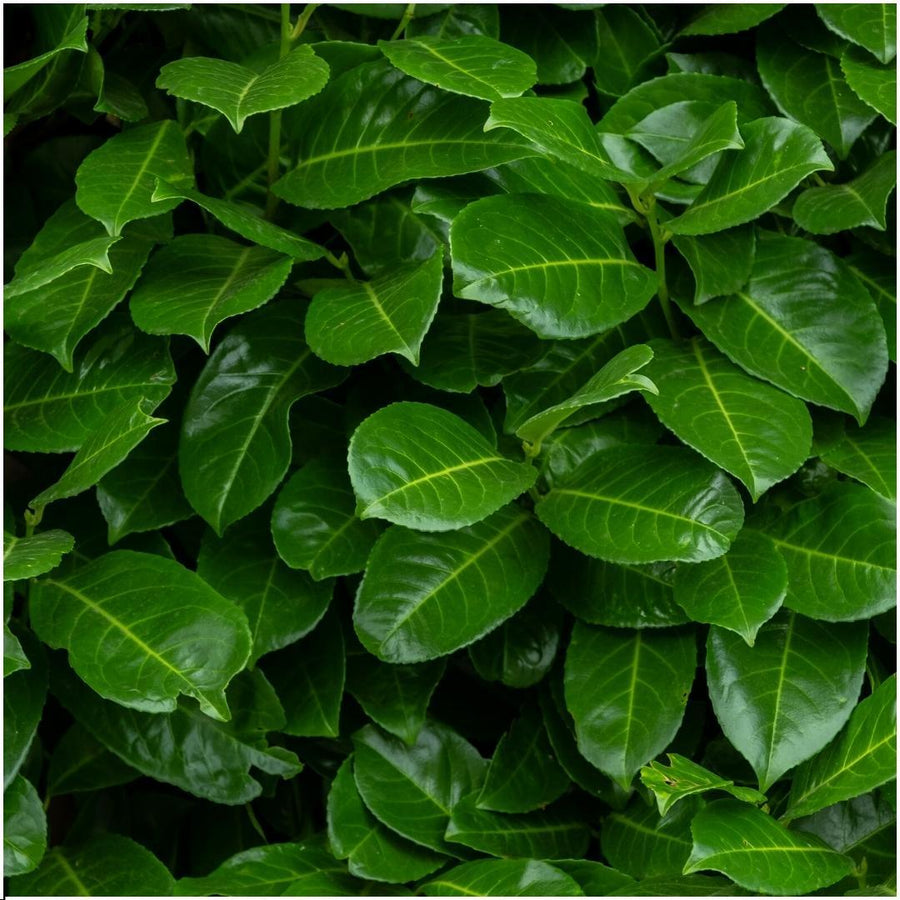 Prunus laurocerasus 'Rotundifolia' — Laurierkershaag, 6 planten (1 strekkende meter)