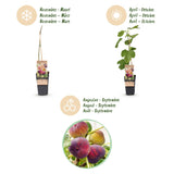 Green boutiQ - Fruitplant - Ficus carica Rouge de Bordeaux - Vijgenboom - Winterhard - Paarse Vrucht - 2 Planten - Pot 15cm - Hoogte 50cm
