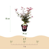 Green boutiQ - Terrasplant - Japanse Esdoorn - Acer palmatum Shaina - Rood - 1 Plant - Bladverliezend - Pot 19cm Hoogte 70cm