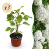 Green boutiQ - Tuinplant - Hydrangea arborescens Annabelle - Pluimhortensia - Winterhard - Wit - 3 Planten - Pot 12cm - Hoogte Hoogte 20-30cm