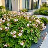 Green boutiQ - Vasteplant - Geranium macr. Spessart - Ooievaarsbek - Bodembedekkend - Wit-Roze - 12 Planten - Pot 11cm - Hoogte 15-25cm