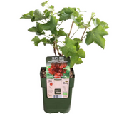 6 x Biologische Kruisbessenplanten — 6 stuks — Ø13 cm, 20 cm hoog