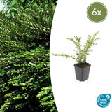 6x Lonicera pileata - ↕10-25cm - Ø9cm
