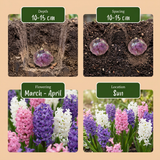 40x Hyacinthus Pastel mix - Pastel mix hyacint - Pastel - Voorjaarsbloeier - Bolmaat 14/15