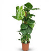 Green boutiQ - Kamerplant - Gatenplant - Monstera Deliciosa mosstok - Groen - Weinig onderhoud - 1 Plant - Pot 19cm - Hoogte 90cm