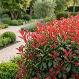 Green boutiQ - 8x Photinia fraseri Carre Rouge - Glansmispel - Haagplanten - Groenblijvend - Rood - Pot 9cm - Hoogte 25-35cm