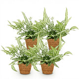 Green boutiQ - Kamerplant - Pteris cretica Albolineata - Lintvaren - Huisdiervriendelijke Plant - Groen - 4 Planten - met Mand - Pot 12cm - Hoogte 20cm