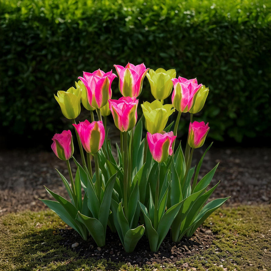 Tulpenbollen Strawberry Lemonade — gemengde kleuren, 12 stuks (bolmaat 11/12)
