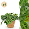 Green boutiQ - Kamerplant - Maranta Fascinator Kerchoveana - Zebraplant - Huisdiervriendelijke Plant - Groen - 4 Planten - met Mand - Pot 12cm - Hoogte 25cm