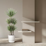 Dracaena Bicolor Carrousel - 150 cm - ø31