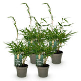 Green boutiQ - Grassen - Fargesia robusta Pingwu - Niet Woekerende Bamboe - Bladhoudend - Groen - 4 Planten - Pot 14 cm - Hoogte 35 cm