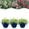 Green boutiQ - Vasteplant - Thymus Tricolour - Tym - Bodembedenkend - Roze - Rood - Wit - 6 Planten - Pot 11cm - Hoogte 15-25cm