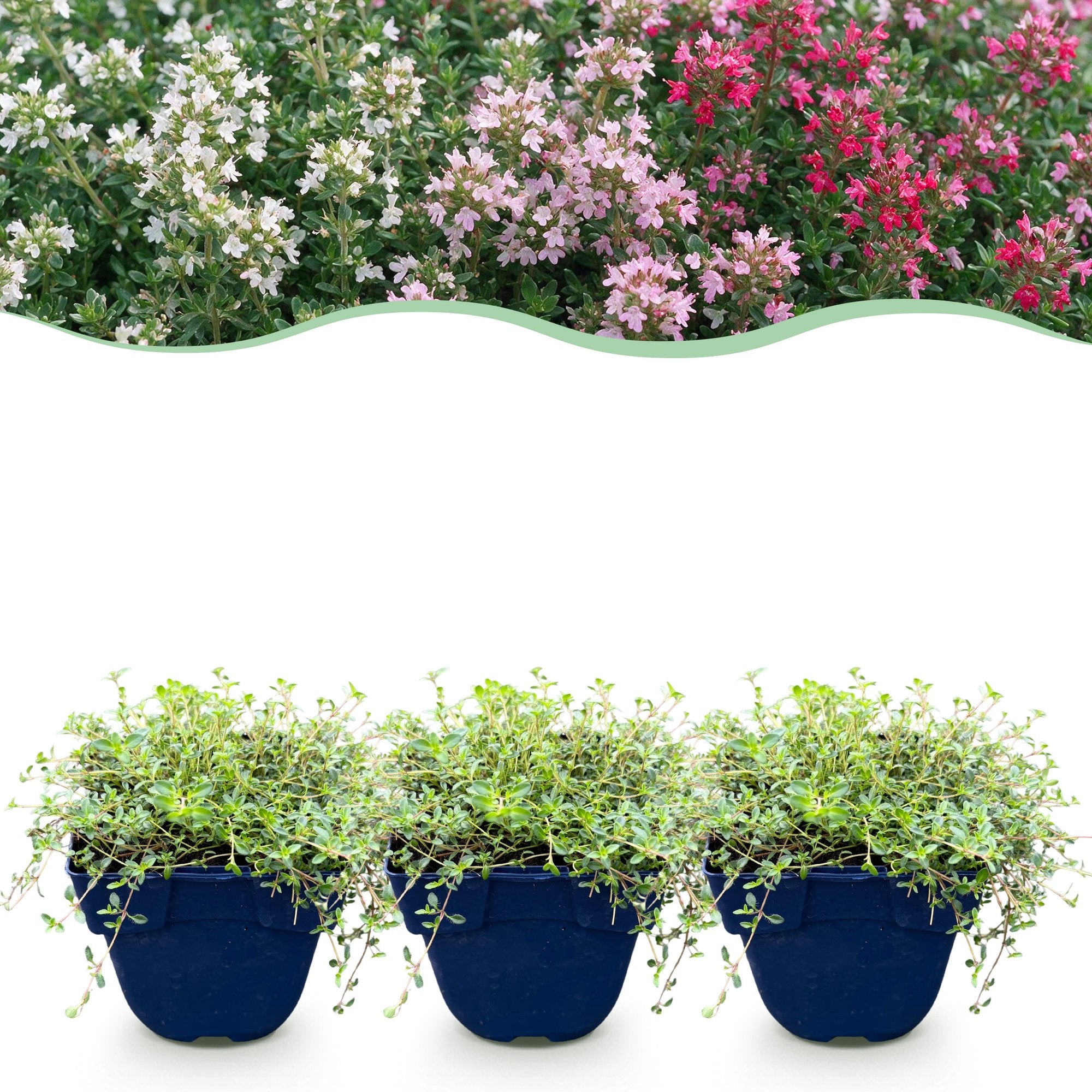 Green boutiQ - Vasteplant - Thymus Tricolour - Tym - Bodembedenkend - Roze - Rood - Wit - 6 Planten - Pot 11cm - Hoogte 15-25cm